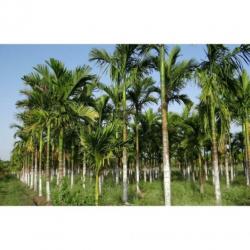 Dypsis Lutescens - Areca Palm art27222