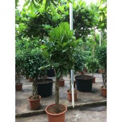 Ficus Lyrata - Vioolplant 390-400cm art37439