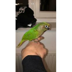 4x Jonge SUPERTAMME Pyrhurra’s