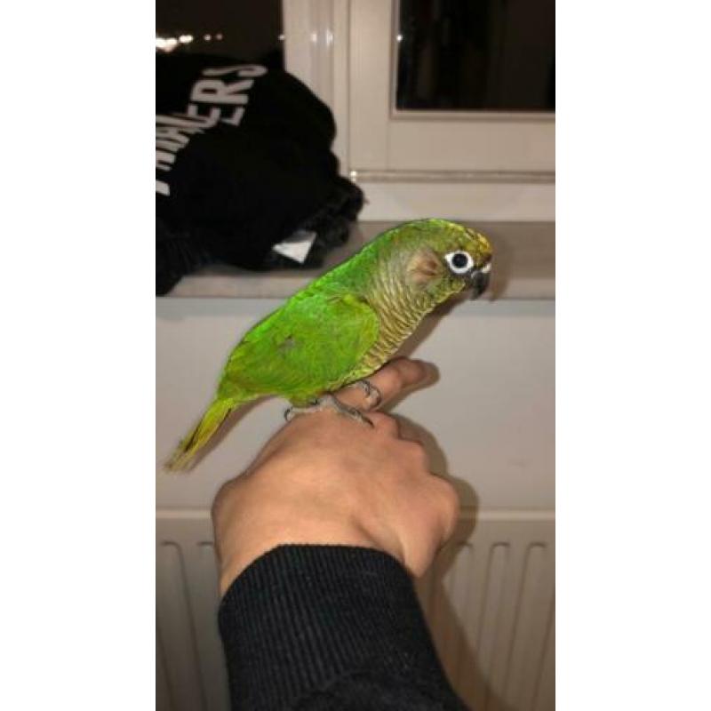 4x Jonge SUPERTAMME Pyrhurra’s