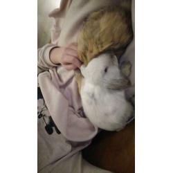 Twee lieve konijntjes