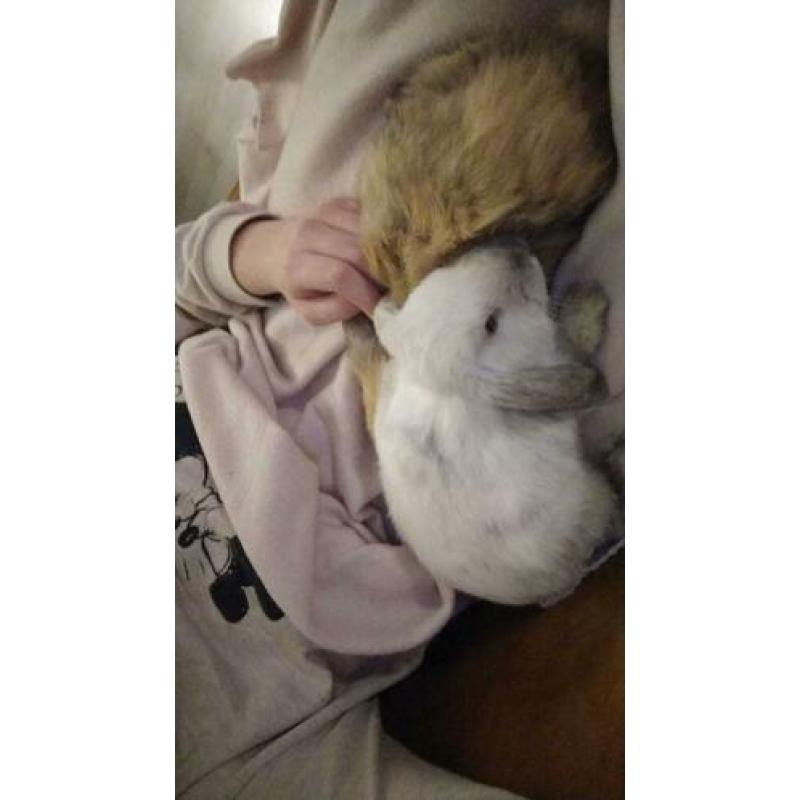 Twee lieve konijntjes