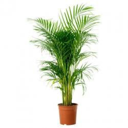 Dypsis Lutescens - Areca Palm art27222