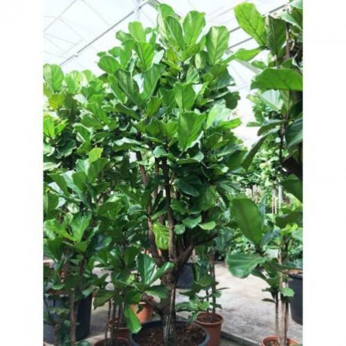 Ficus Lyrata - Vioolplant 390-400cm art37439