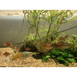 Arcadia aquarium met vissen, planten, pomp, lichten enzov..