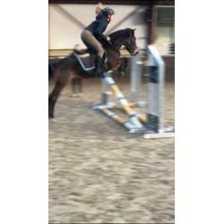 Super leuke New Forest C-pony