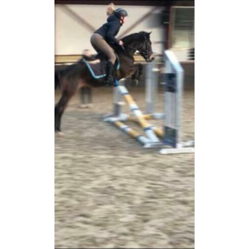 Super leuke New Forest C-pony