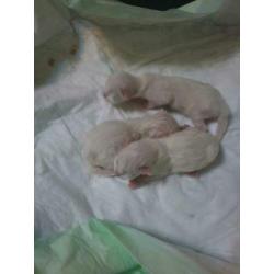 Ragdoll kittens