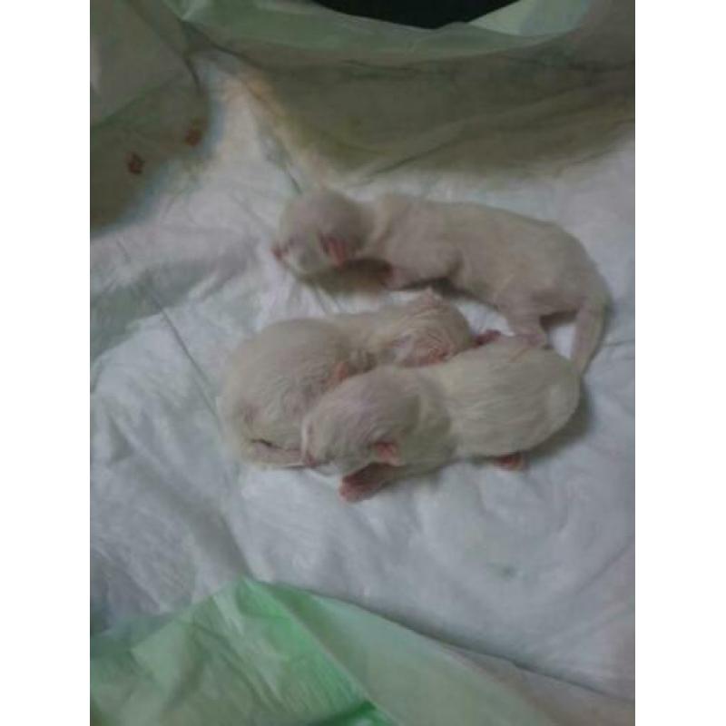 Ragdoll kittens