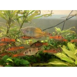 Arcadia aquarium met vissen, planten, pomp, lichten enzov..