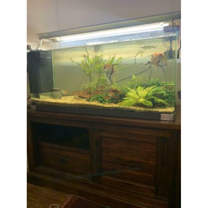 Arcadia aquarium met vissen, planten, pomp, lichten enzov..