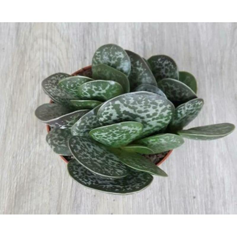 Calico Hearts / Adromischus maculatus