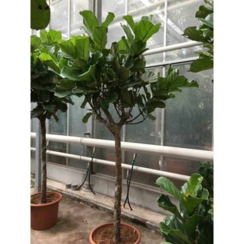 Ficus Lyrata - Vioolplant 390-400cm art37439