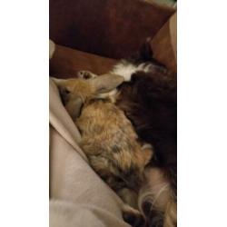 Twee lieve konijntjes