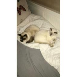 Ragdoll kittens