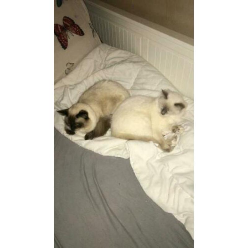 Ragdoll kittens