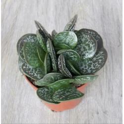 Calico Hearts / Adromischus maculatus