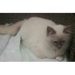 Ragdoll kittens