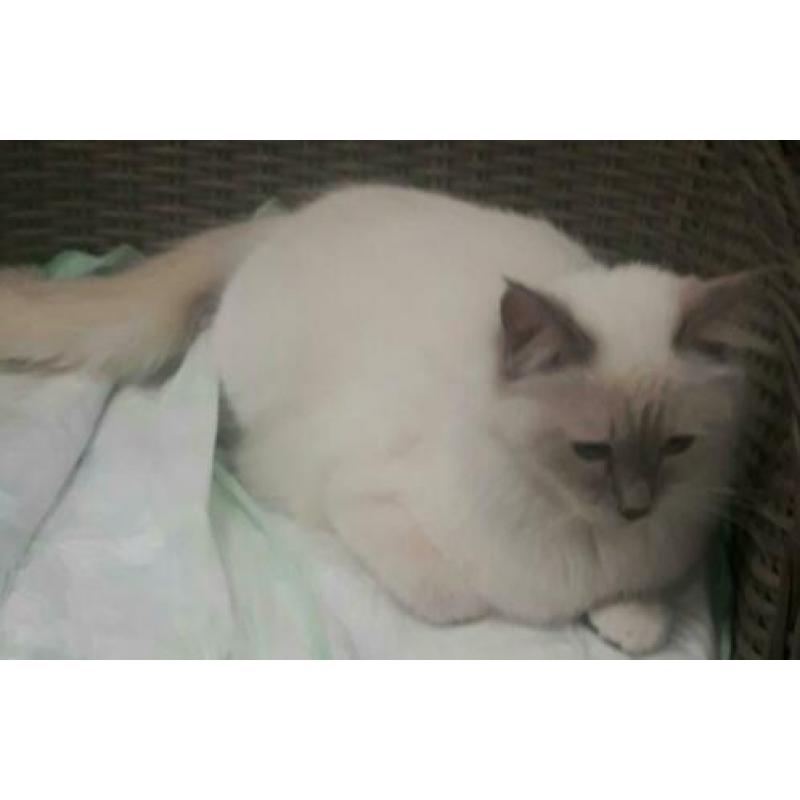 Ragdoll kittens