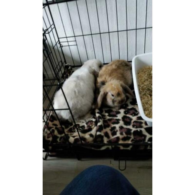 Twee lieve konijntjes