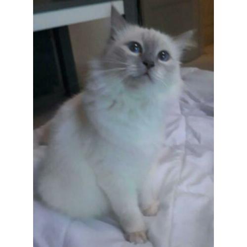 Ragdoll kittens