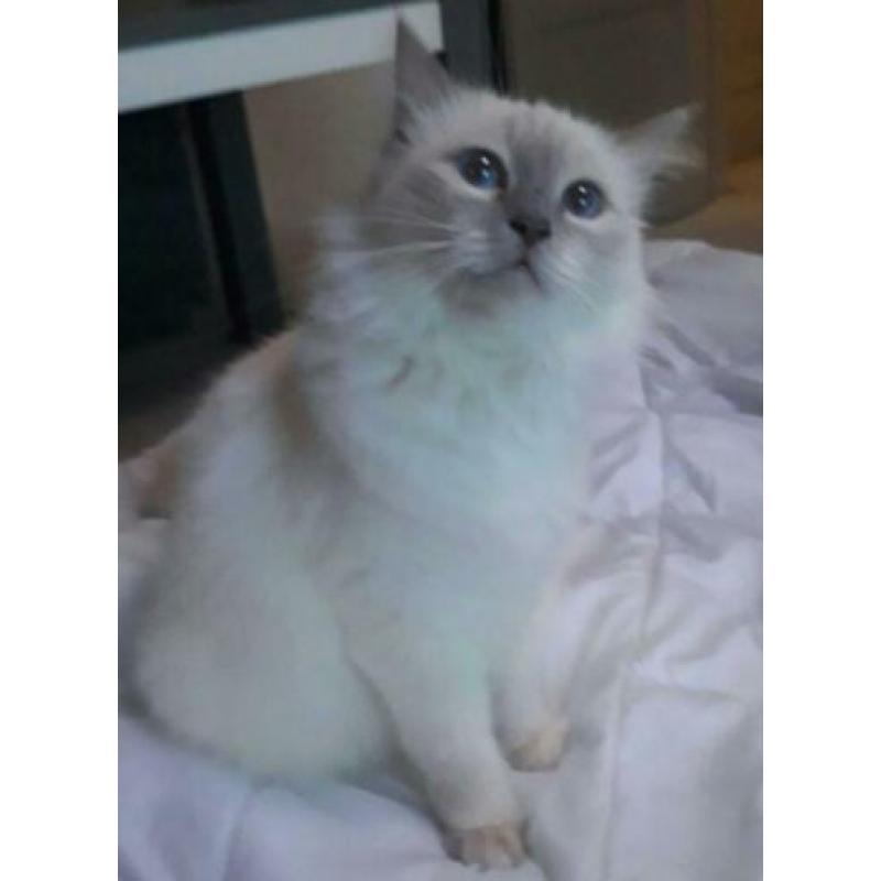 Ragdoll kittens
