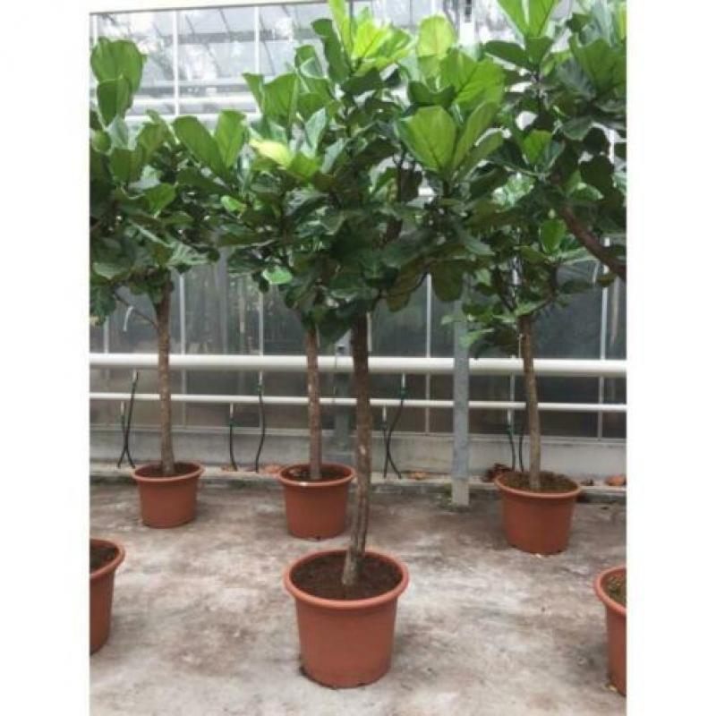 Ficus Lyrata - Vioolplant 390-400cm art37439