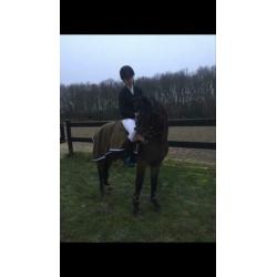 Super leuke New Forest C-pony