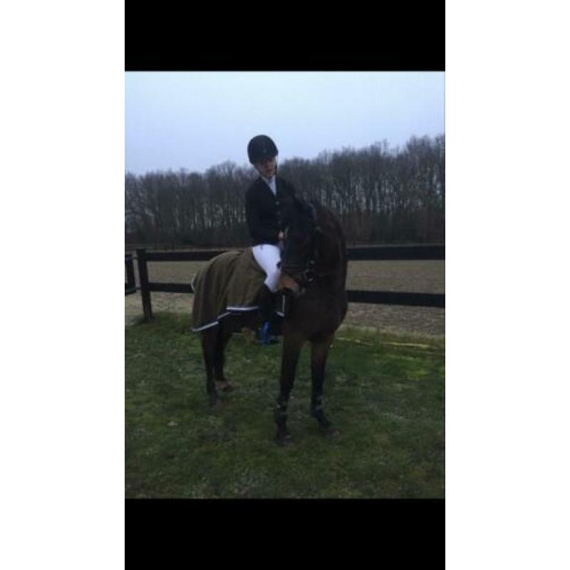 Super leuke New Forest C-pony