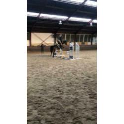 Super leuke New Forest C-pony