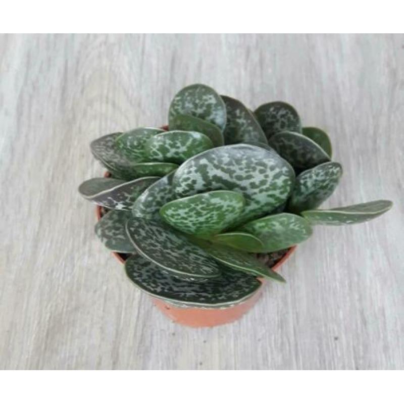 Calico Hearts / Adromischus maculatus