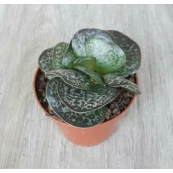 Calico Hearts / Adromischus maculatus