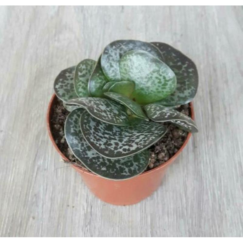 Calico Hearts / Adromischus maculatus