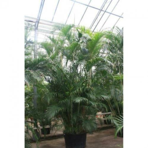 Dypsis Lutescens - Areca Palm art27222