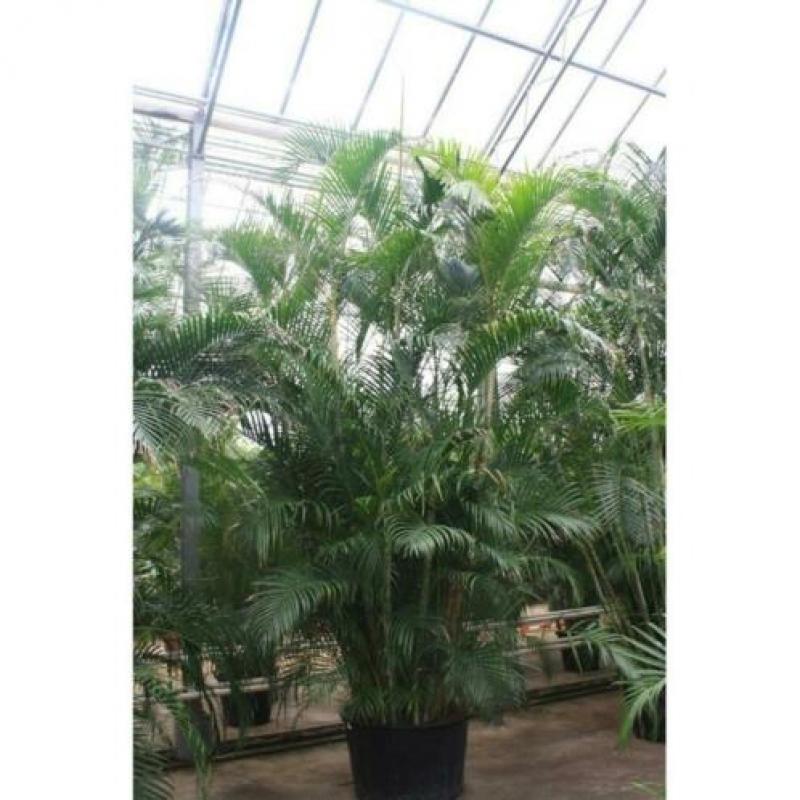 Dypsis Lutescens - Areca Palm art27222