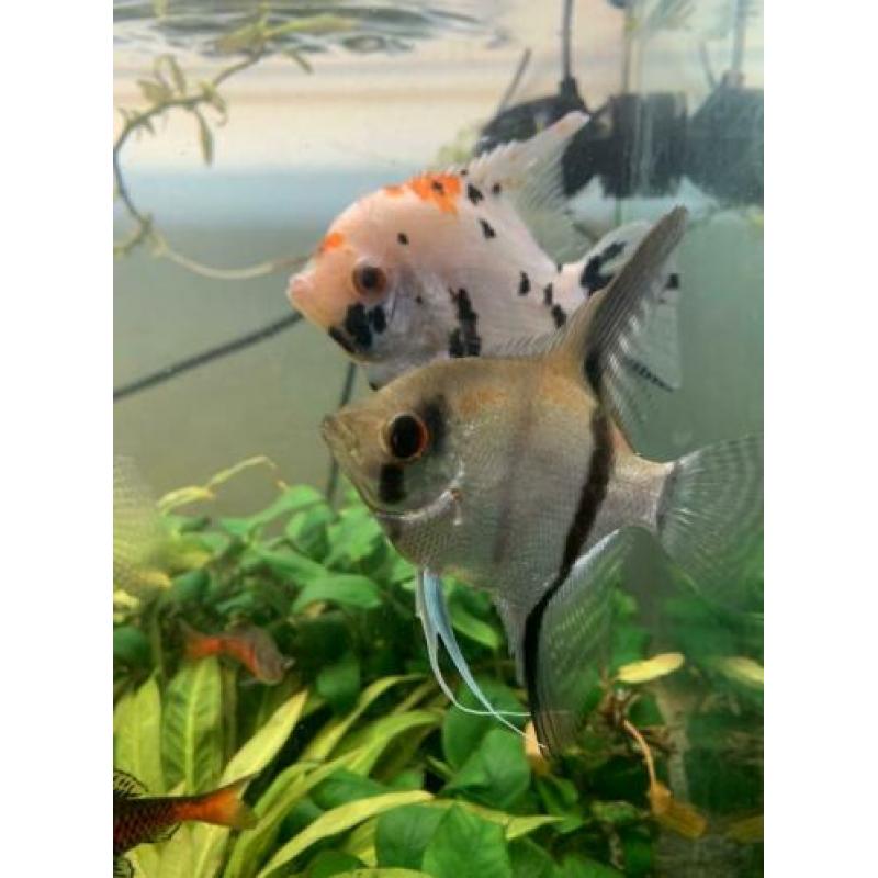 Arcadia aquarium met vissen, planten, pomp, lichten enzov..