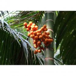 Dypsis Lutescens - Areca Palm art27222