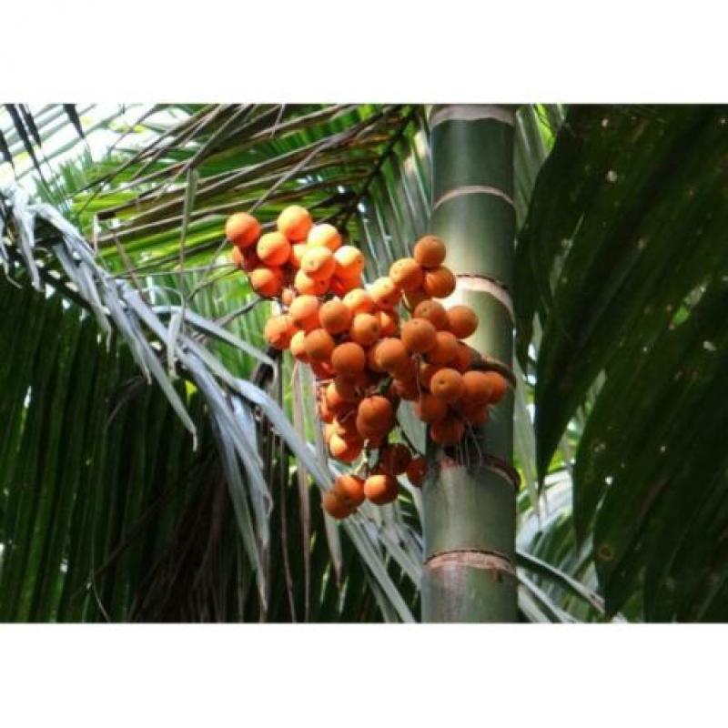Dypsis Lutescens - Areca Palm art27222