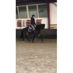 Super leuke New Forest C-pony
