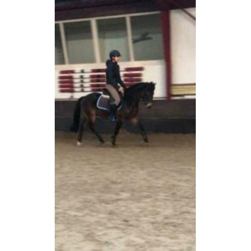 Super leuke New Forest C-pony