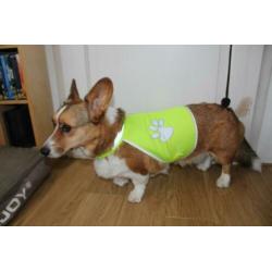 Veiligheidsvest Safety-Dog Maat M