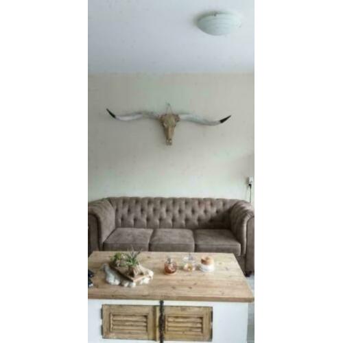 Longhorn skulls , 1m70 breed zwarte punt hoorns MEGA GAAF