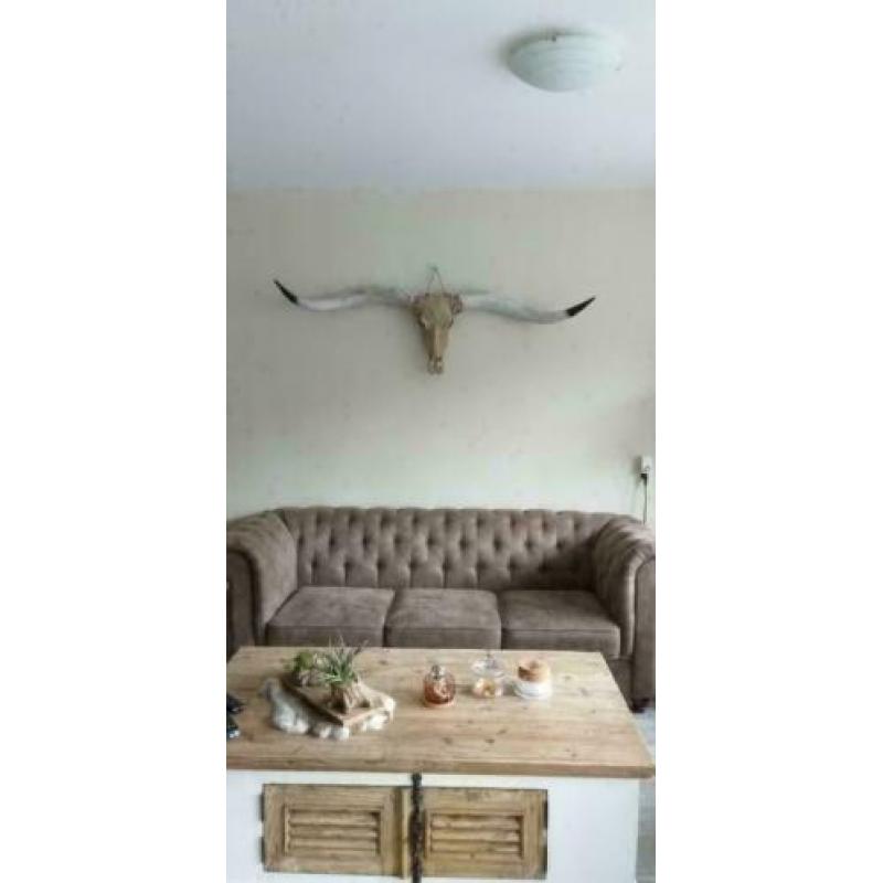 Longhorn skulls , 1m70 breed zwarte punt hoorns MEGA GAAF