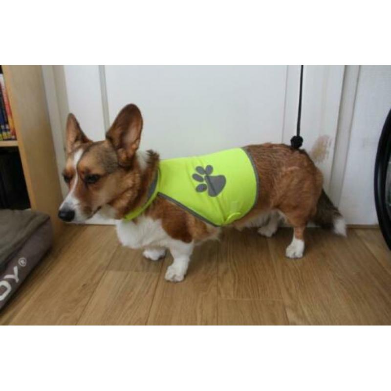 Veiligheidsvest Safety-Dog Maat M