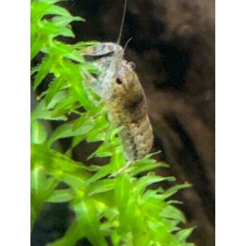 Dwergkreeftjes Cambarellus Dimitrius