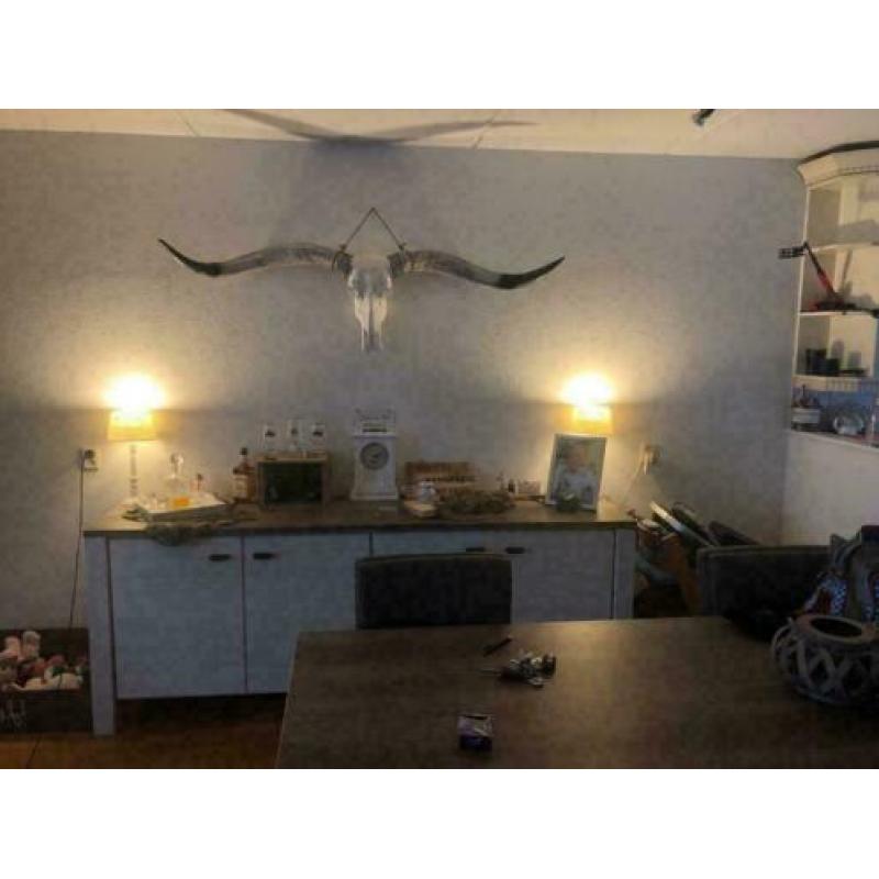 Longhorn skulls , 1m70 breed zwarte punt hoorns MEGA GAAF