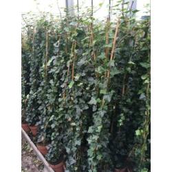 Mooie Hedera klimop klimplant schutting hekwerk afrastering