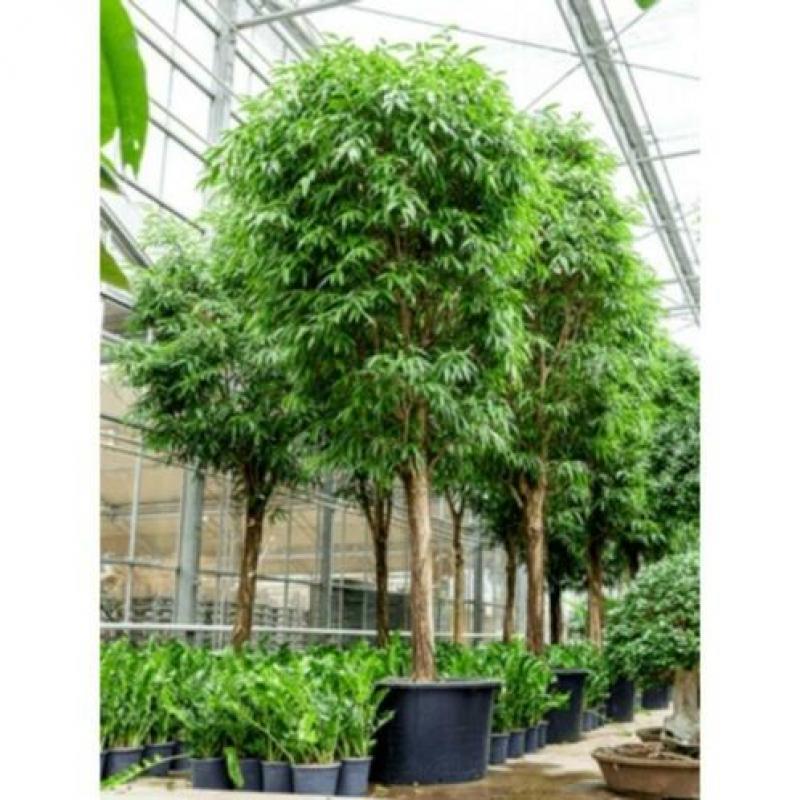 Ficus Maclellandii 'alii' - Jungle Boom 540-550cm art23766