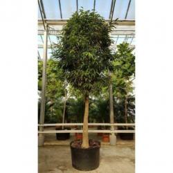 Ficus Maclellandii 'alii' - Jungle Boom 540-550cm art23766
