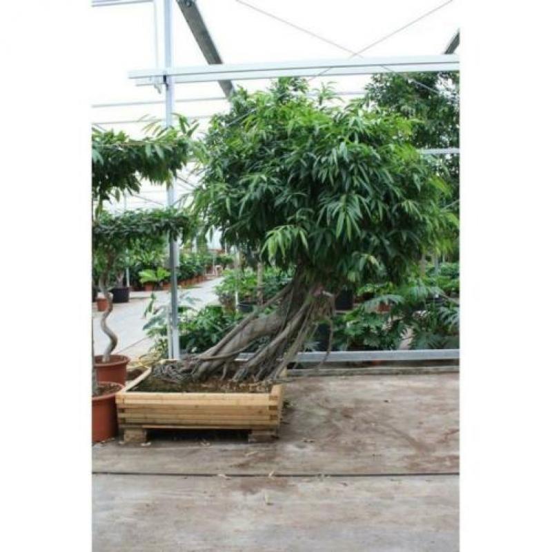 Ficus Maclellandii 'alii' - Jungle Boom 540-550cm art23766